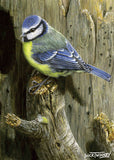 A classic garden favourite, the blue tit is shown inspecting a crevice in a weathered stump. Its bright blue and yellow plumage contrasts beautifully with the rustic textures of the bark.