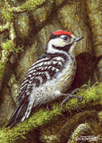 This beautifully rendered lesser spotted woodpecker clings to textured, moss-covered bark. A rare species to spot, brought to life in remarkable detail.
