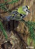 Britain’s smallest bird, the goldcrest, is nestled among pine needles, its distinctive golden stripe shining brightly. A delightful moment of stillness in an evergreen setting.