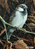 A familiar sight in British gardens, the house sparrow is captured in exquisite detail amongst dry, crinkled leaves, an ode to this often-overlooked companion bird.