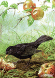 A blackbird pecks at a fallen apple in an orchard. The vibrant fruit and lush undergrowth evoke the abundance and quiet charm of the countryside.