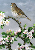 This delicate image pairs a poised song thrush with blooming apple blossom against a gentle grey sky, celebrating the awakening of springtime.