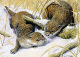 Wildlife Christmas Card Pack by Dick Twinney