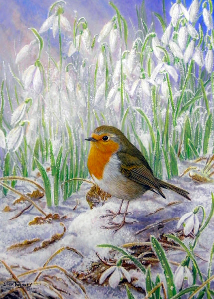 Robin and Snowdrops Bird Christmas Card by Dick Twinney