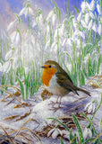 Wildlife Christmas Card Pack by Dick Twinney