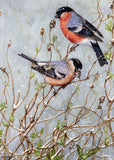 Wildlife Christmas Card Pack by Dick Twinney