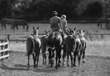 Two riders lead four horses through a paddock as others graze behind in this black and white scene by Charles Sainsbury-Plaice. The Horse & Pony Notecards Multipack from Countryside Greetings is perfect for equestrian-themed notes.