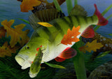 A detailed notecard from CountrysideGreetings’ 10 British freshwater fish set by M J Pledger features a colorful fish swimming among green plants and autumn leaves, holding a smaller fish, with filtered light and floating foliage.