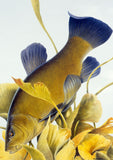 A golden-yellow and blue freshwater fish with fine scales swims among yellow plants, set against a watery blue background on a 10 British freshwater fish notecards set by M J Pledger for CountrysideGreetings.
