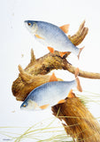 Two silvery freshwater fish with orange fins swim by driftwood and plants—an image inspired by M J Pledger’s art on CountrysideGreetings’ 10 British freshwater fish notecards.