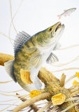 A realistic M J Pledger illustration of a large freshwater fish about to catch a smaller one near driftwood appears on CountrysideGreetings 10 British freshwater fish notecards—perfect for fishing enthusiasts.