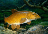 A golden-brown freshwater fish swims among river rocks and plants, illustrated in the style of Maurice J Pledger. From CountrysideGreetings 10 British freshwater fish notecards by M J Pledger.