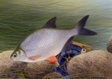 An illustration from CountrysideGreetings 10 British freshwater fish notecards by M J Pledger depicts a silver fish with dark fins near rocks, with a blue and gold fishing reel visible among rocks and aquatic plants.