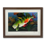 The Perch fishing print by M J Pledger from CountrysideGreetings features a large perch chasing a smaller fish underwater among aquatic plants and autumn leaves—a perfect fishing gift for nature lovers.