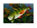 A large perch chases a smaller perch underwater as autumn leaves float nearby in this Perch fishing print by M J Pledger. From CountrysideGreetings, it’s an ideal fishing gift for wildlife art lovers. Text below reads: “Perch chasing small perch.”.