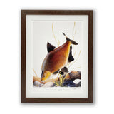 common bream