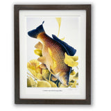 The Carp fishing print by M J Pledger from CountrysideGreetings features a detailed Common Carp among yellow lilies on a light background, signed by the artist—an ideal fishing gift for enthusiasts.