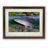 Grayling fishing print by M J Pledger