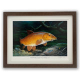 barbel