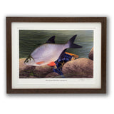 silver bream