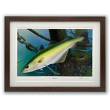 The Pollack fishing print by M J Pledger from CountrysideGreetings features a pollock fish near a sunken wooden structure, accented by ropes, seaweed, and marine life. Its dark brown frame with white mat makes it an ideal gift for fishing enthusiasts.