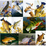 The 10 British freshwater fish notecards by M J Pledger from CountrysideGreetings showcase colorful illustrations of native species in natural aquatic scenes, arranged in a grid of ten distinct images.