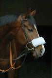 A close-up of a brown horse with bridle and white noseband stands out against a dark background on the Horse & Pony Notecards Multipack by Charles Sainsbury-Plaice, from Countryside Greetings—ideal for equestrian-themed messages.