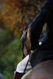 A rider in dark attire on a brown horse is pictured outdoors with autumn foliage—an ideal image for the Horse & Pony Notecards Multipack by Charles Sainsbury-Plaice from Countryside Greetings.