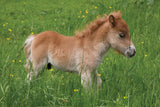 A fluffy light brown foal in a grassy field features on the Horse & Pony Notecards Multipack by Charles Sainsbury-Plaice from Countryside Greetings—perfect for capturing country charm in your correspondence.