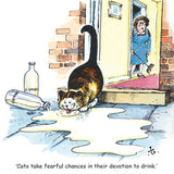 The Thelwell Cartoon Cat Greeting Card Multipack by CountrysideGreetings features 12 square cards showing a cat sipping spilled milk under the watch of an angry woman. Caption: Cats take fearful chances in their devotion to drink. Ideal for cat lovers!.