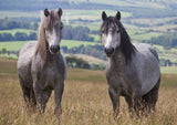 Two grey horses with dark manes stand in a lush field with hills and trees behind them—captured on the Horse & Pony Notecards Multipack by Charles Sainsbury-Plaice from Countryside Greetings, printed on sustainable card stock.