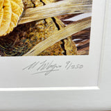 Close-up of the Zander fishing print by M J Pledger for CountrysideGreetings, showing a textured natural object and yellow leaf, with signature and 91/250 in pencil on the border—an outstanding limited edition artwork.