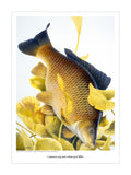 A vivid Common Carp swims among yellow lily leaves in this Carp fishing print by M J Pledger from CountrysideGreetings—the natural tones stand out on a white background, making it an ideal fishing gift for any enthusiast.