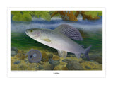 Grayling fishing print by M J Pledger