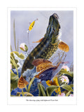 A large pike leaps from the water, tossing a yellow lure, as a startled water rail escapes among tall plants and pink flowers. The Pike fishing print by M J Pledger from CountrysideGreetings makes a unique fishing gift for nature lovers.
