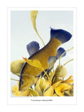 Tench fishing print by M J Pledger