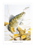 The “Zander fishing print by M J Pledger” from CountrysideGreetings shows a zander fish rising with open mouth to catch a roach, depicted in an underwater scene with twigs and yellow leaves by a skilled wildlife artist.