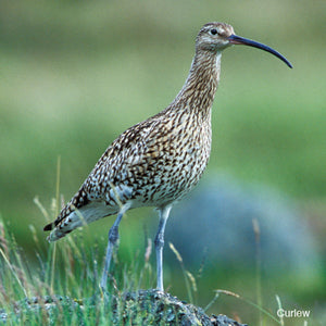 Curlews in drastic decline