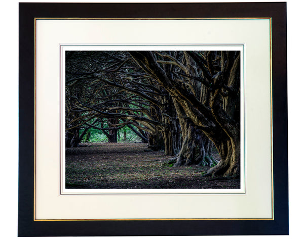 Ancient Yew Woodland/Trees (Great Yews) limited edition print by Charles Sainsbury-Plaice