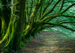 Tree and Woodland Greeting Card. Beech hedge, Simondsbath, Exmoor by Charles Sainsbury-Plaice