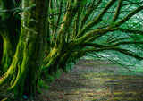 Tree and Woodland Greeting Card. Beech hedge, Simondsbath, Exmoor by Charles Sainsbury-Plaice