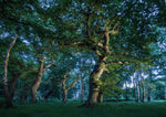 Tree and Woodland Greeting Card. Brocton Coppice by Charles Sainsbury-Plaice
