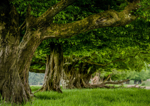 Tree and Woodland Greeting Card. Hornbeams on the Kerry Ridgeway by Charles Sainsbury-Plaice