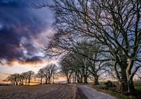 Collection de cartes de vœux Great British Trees par Charles Sainsbury-Plaice