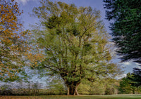 Carte de vœux d’arbre et de forêt. Tilleul à petites feuilles par Charles Sainsbury-Plaice