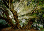 Tree and Woodland Greeting Card. The Llangernyw Yew by Charles Sainsbury-Plaice