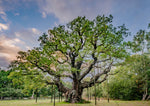 Tree and Woodland Greeting Card. The Major Oak, Sherwood Forest by Charles Sainsbury-Plaice