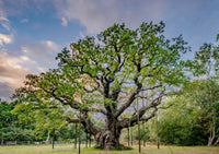 Great British Trees Greeting Cards Collection Multipack by Charles Sainsbury-Plaice