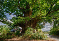 Great British Trees Greeting Cards Collection Multipack by Charles Sainsbury-Plaice