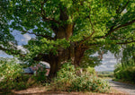 Tree and Woodland Greeting Card. The Great Oak, Eardisley by Charles Sainsbury-Plaice